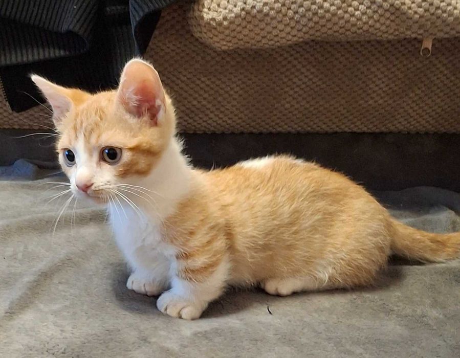 Коте с къси лапички / манчкин