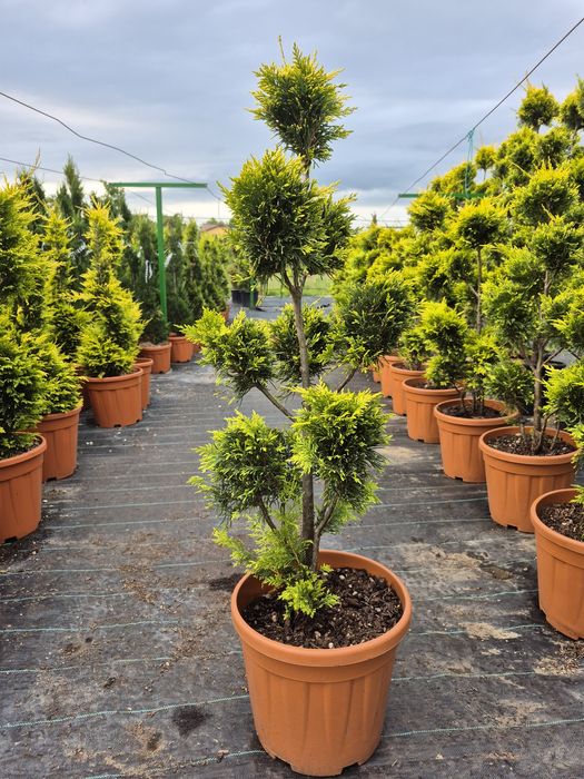 Tuia spirala Pon pon Eunimus