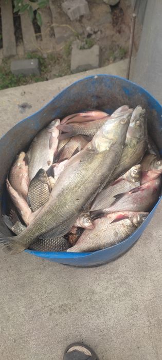 Продам  свежую, мороженную речную рыбу