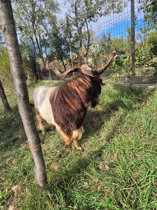 Tap Boer de Vanzare