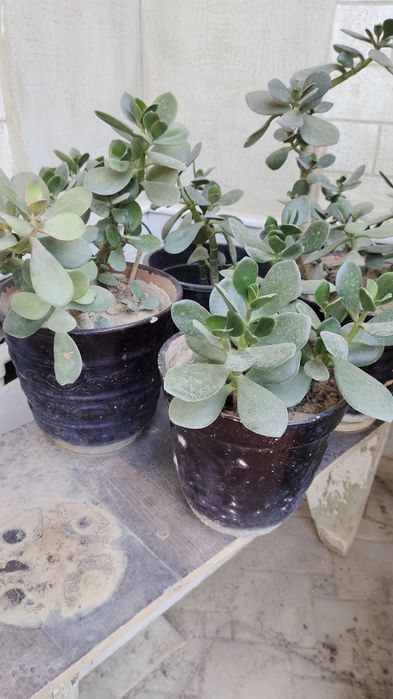 Продается денежное дерево