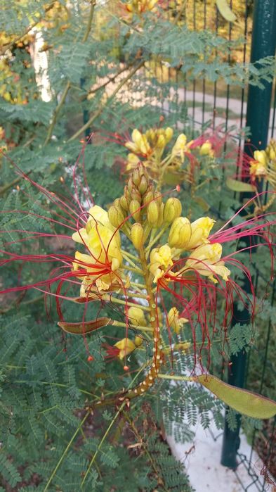 Продавам дръвчета Цезалпиния (Райска Птица )