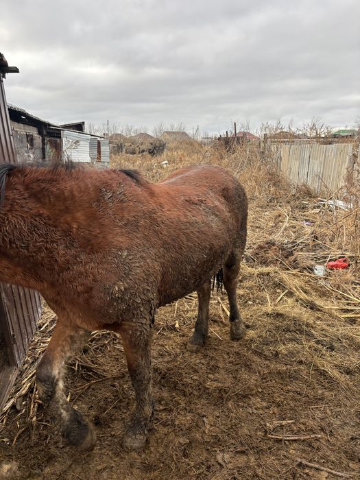 Продам байтал, байтал сатамын