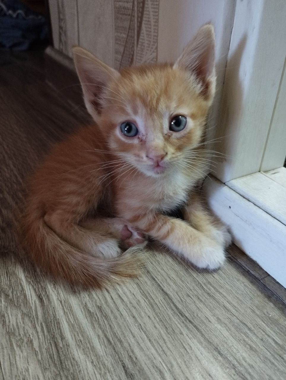Котенки 2 месяц как родилиц, хорошие котята