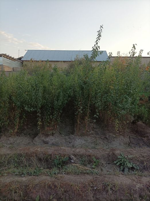 Zaldori nixol sotiladi