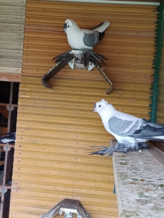 Randunele sacxonia de vanzare