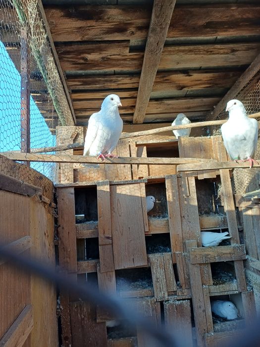 porumbei standard de vanzare