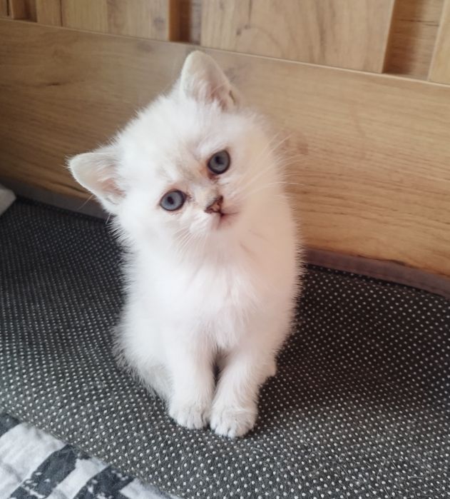 Шотландский страйт