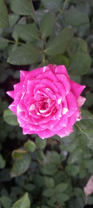 Optim gul kõchatlari