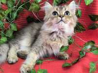 Vand motanel British longhair chinchilla