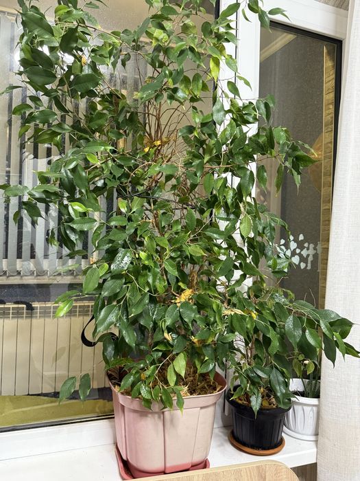 Фикус бенджамина