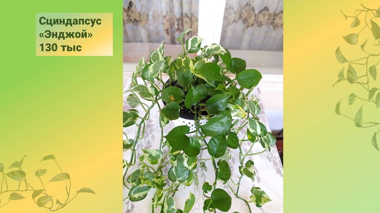 Сциндапсус Микс. Неон +Энджой