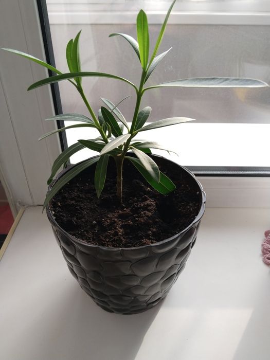 Комнатные растения