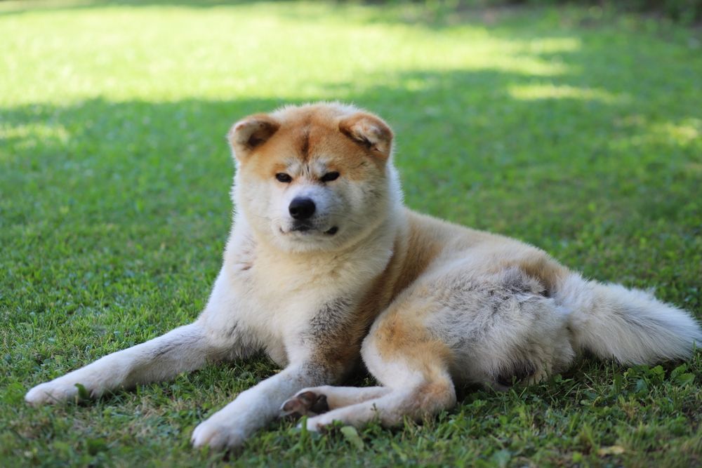 Puiut Akita Inu brindle mascul