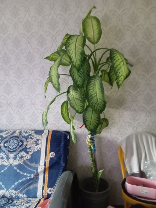 Комнатны цветок на продажу