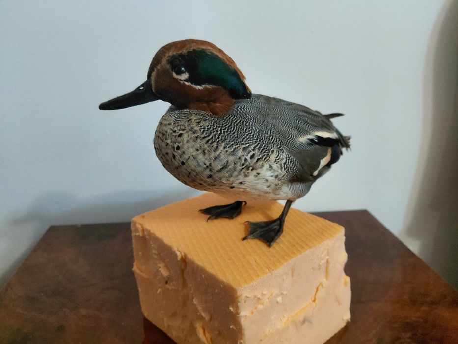 Mascul rata mica impaiat, taxidermie
