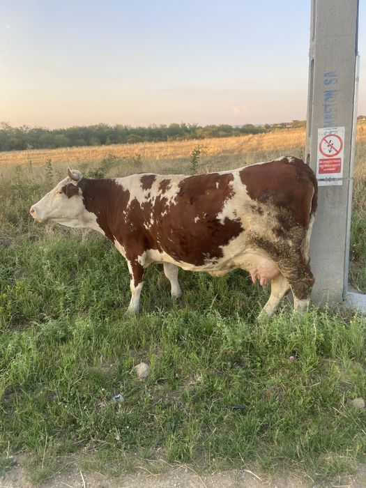 Vand vaca cu vitel !