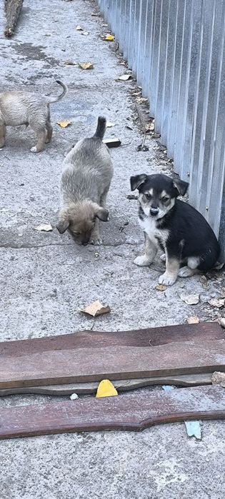 Щенки в хорошие руки