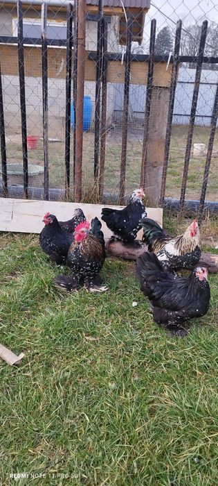 Găini pitice mii de flori 4+2