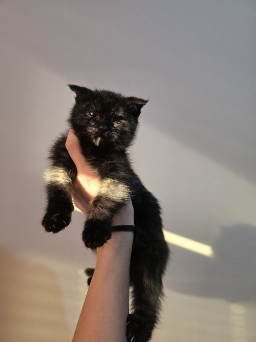 Котята в хорошие руки