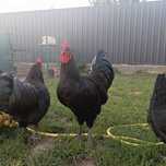 Vând/schimb cocoși Australorp negru