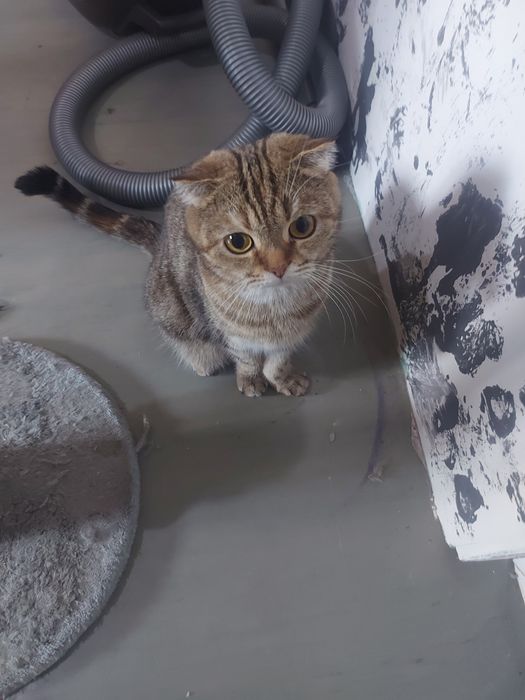 Продаются котята скотиш фолд и страйт