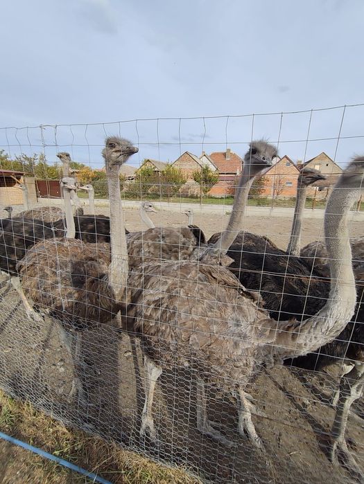 Vând familii de struți