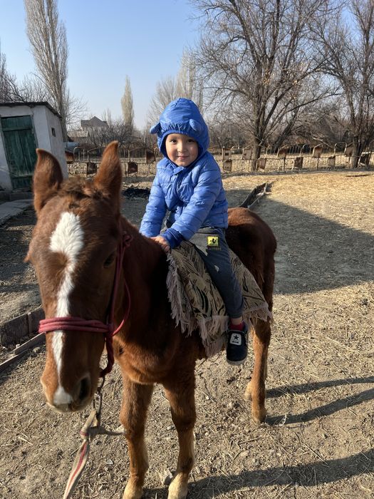 Жабағы жуас. Срочно