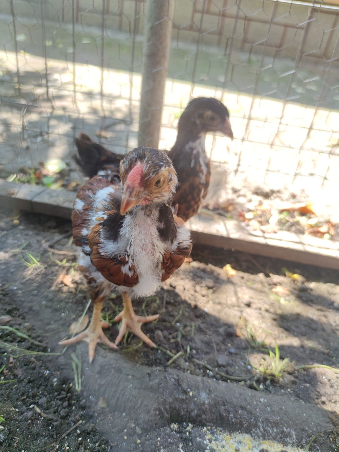 Cocosei Wyandotte portelan