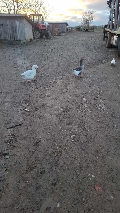 Vând gâște românești