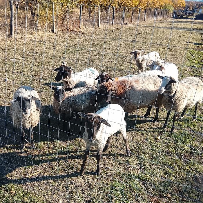 Vând 10 mielute bune