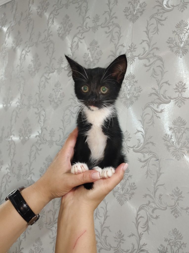 Ищем дом котёнку!