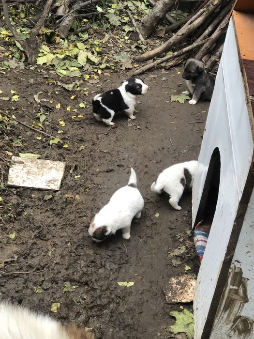 Donez pui metis ciobanesc mioritic