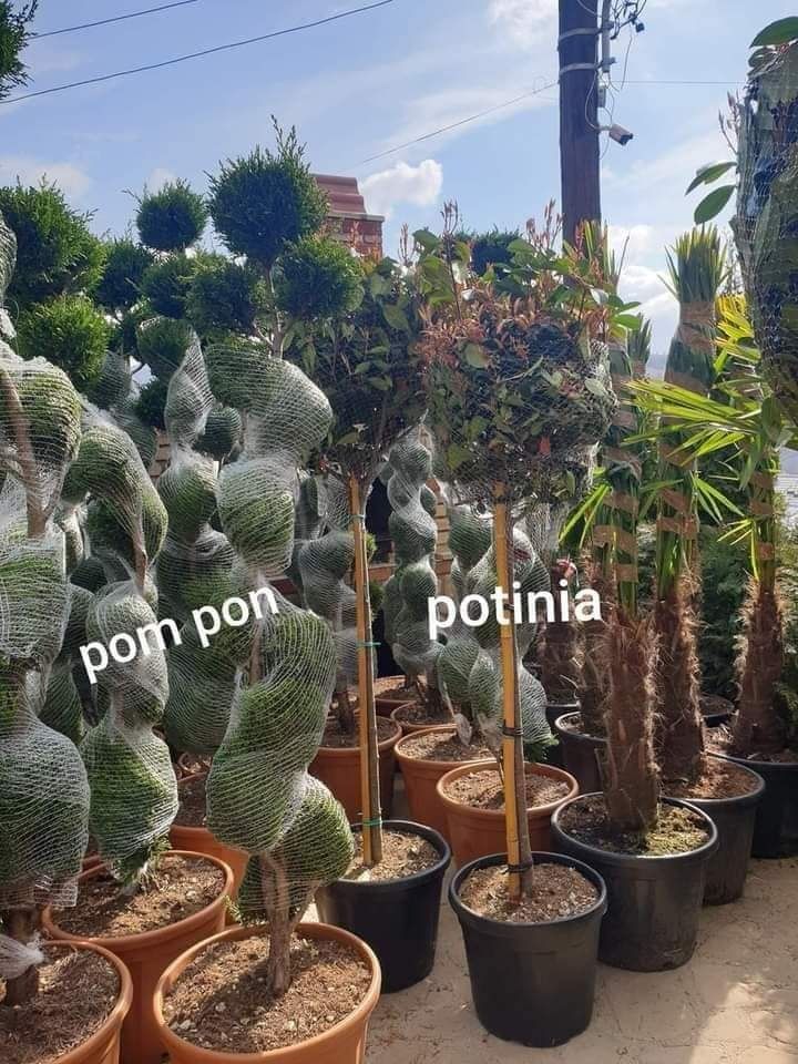 Plante ornamentale diferite specii și forme