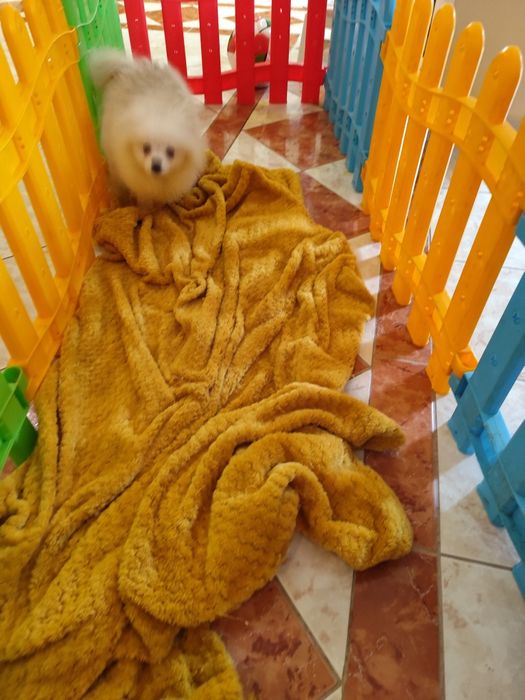 Pomeranian- pui superb talie mica 4 luni