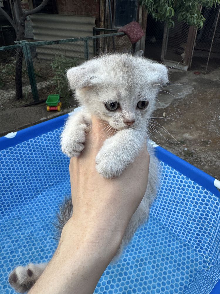 Продаются котята скотиш фолд и скотиш страйт.