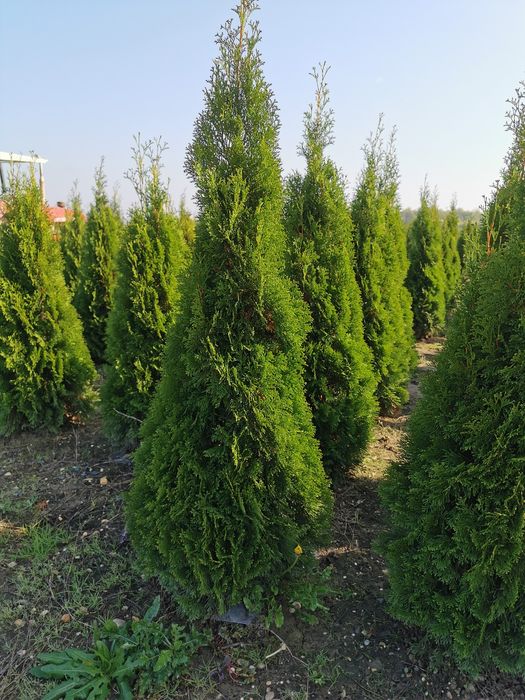 Tuia, brad, magnolia, mesteacăn, platan, tei, etc