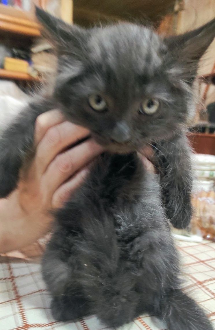 Отдам котомальчика в добрые руки