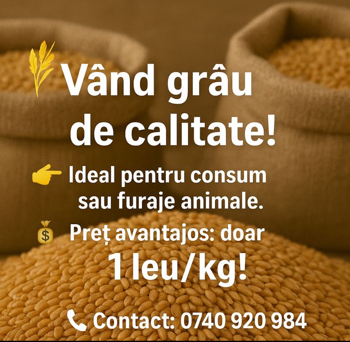 Grâu recolta 2025, doar 1 leu kg !