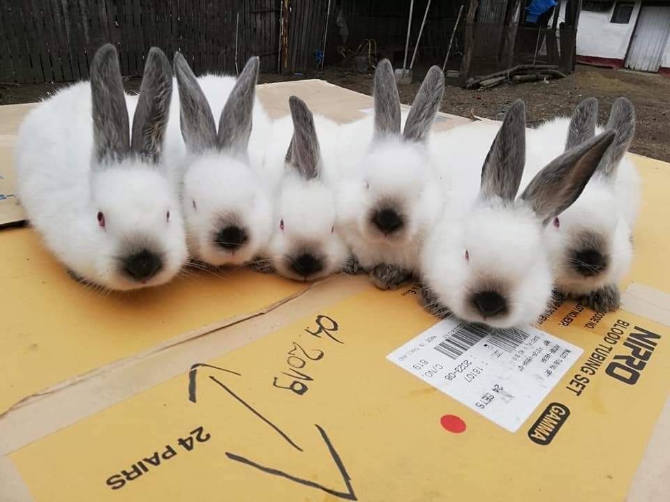 Vând iepuri diferite rase și metiși din diferite rase
