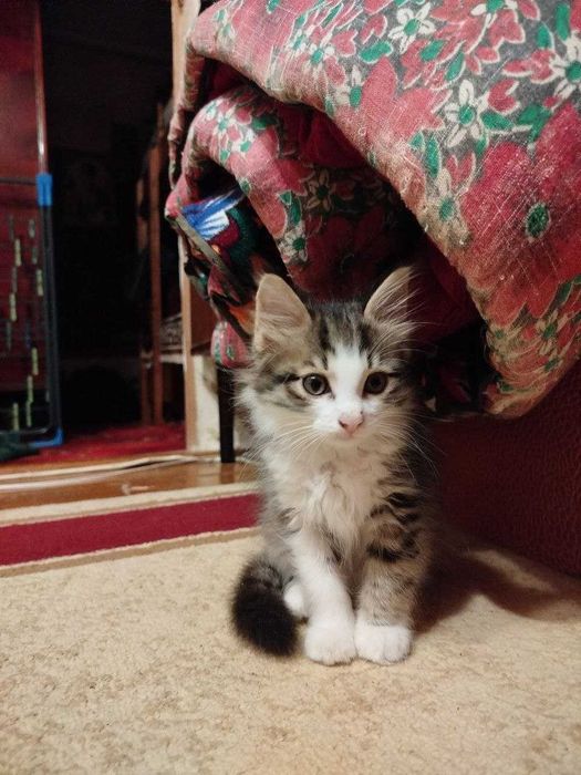 Отдам котёнка в добрые руки