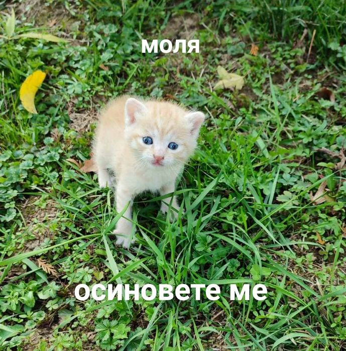 Подарява се изоставено мъжко коте на 2-3 седмици - търси дом