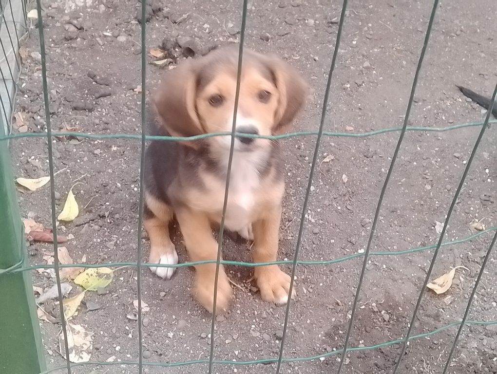 Подаряваме две женски бигълчета!