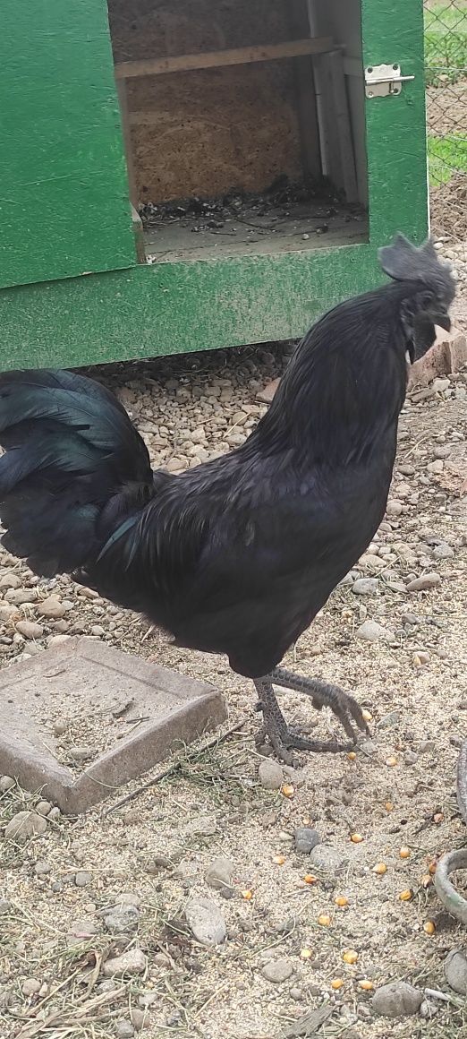 Ouă Ayam Cemani , rasa pură