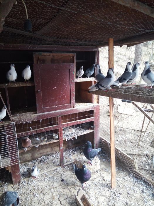 Vând porumbei mai multe rase