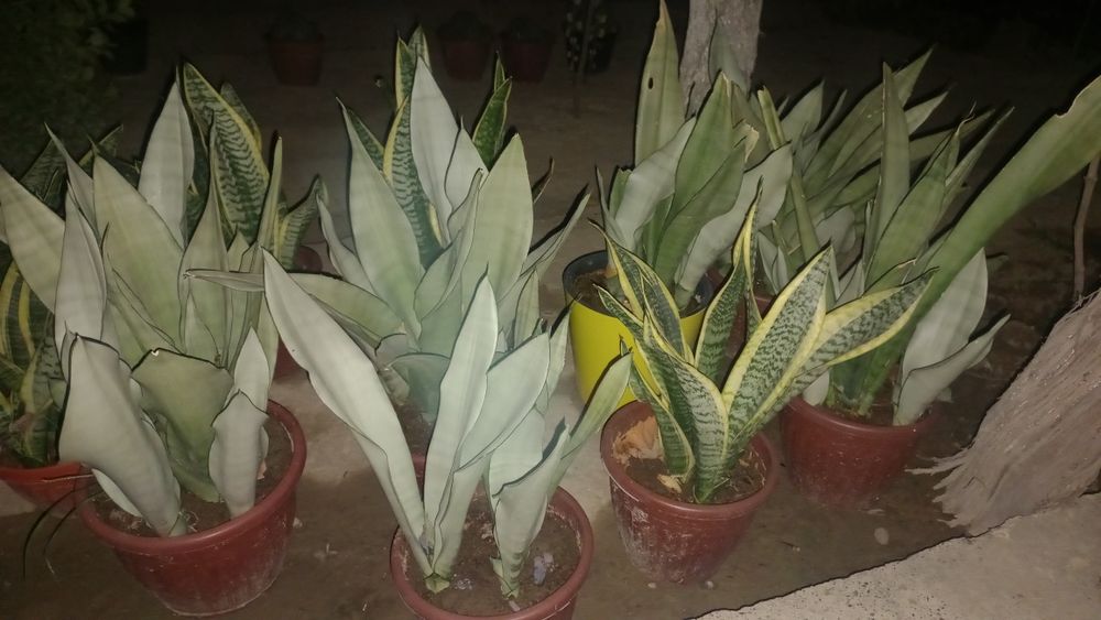 Gullar sotiladi.