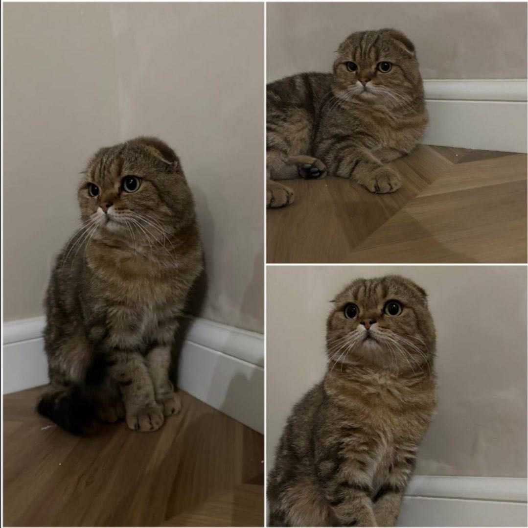 вязка кот……………..