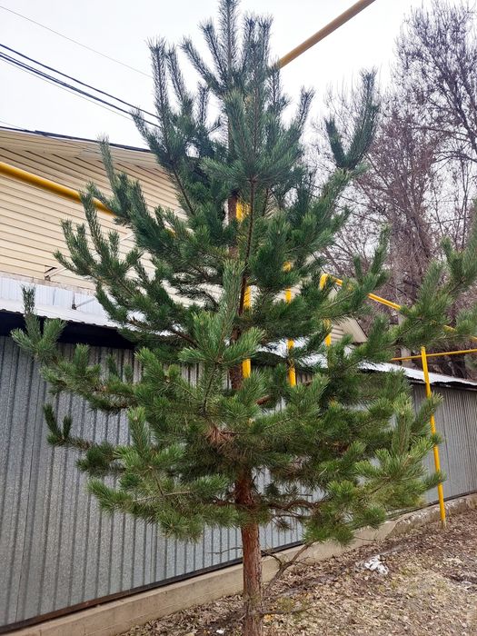 Продам сосны, қарағай сатылады, 4-5 метр