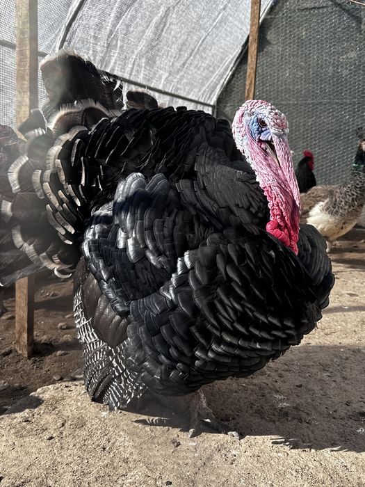 Vand o pereche curci