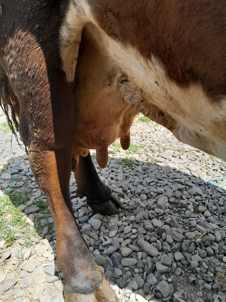 Vând      vaca  gestanta